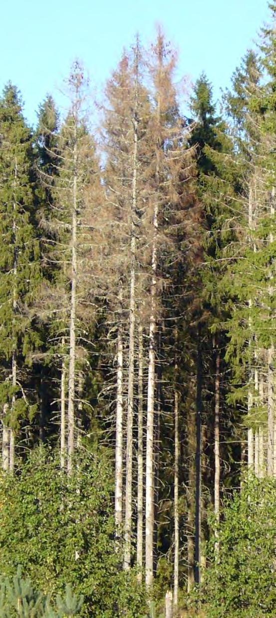 Granbarkborre Förhöjd risk för angrepp på stående granar En torr och varm sommar 2018 har stressat granarna som blivit svagare och därmed mer mottagliga för angrepp.