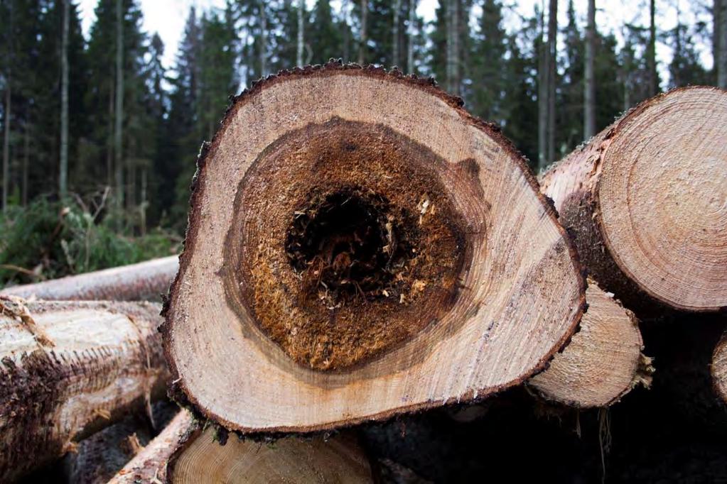 Rotröta Beräkningar pekar på att rotröta kostar det svenska skogsbruket ca 1 miljard per år i minskat virkesvärde.