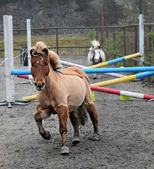 Stjärnfallet Nr 2 2019 Medlemsblad för Svenska Blå Stjärnan i Älvsborg -Kaninläger-Ponnyläger- Kaninhoppning- Nosework- -Stallträffar-Ponnyridning-