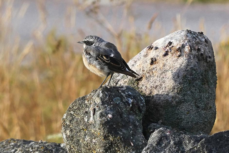 10 augusti 2018 Blivande långflygare Sju veckor gammal sitter stenskvätteungen på en sten utanför boet. Nu kan han flyga ganska bra och han börjar kunna skaffa sig mat själv.