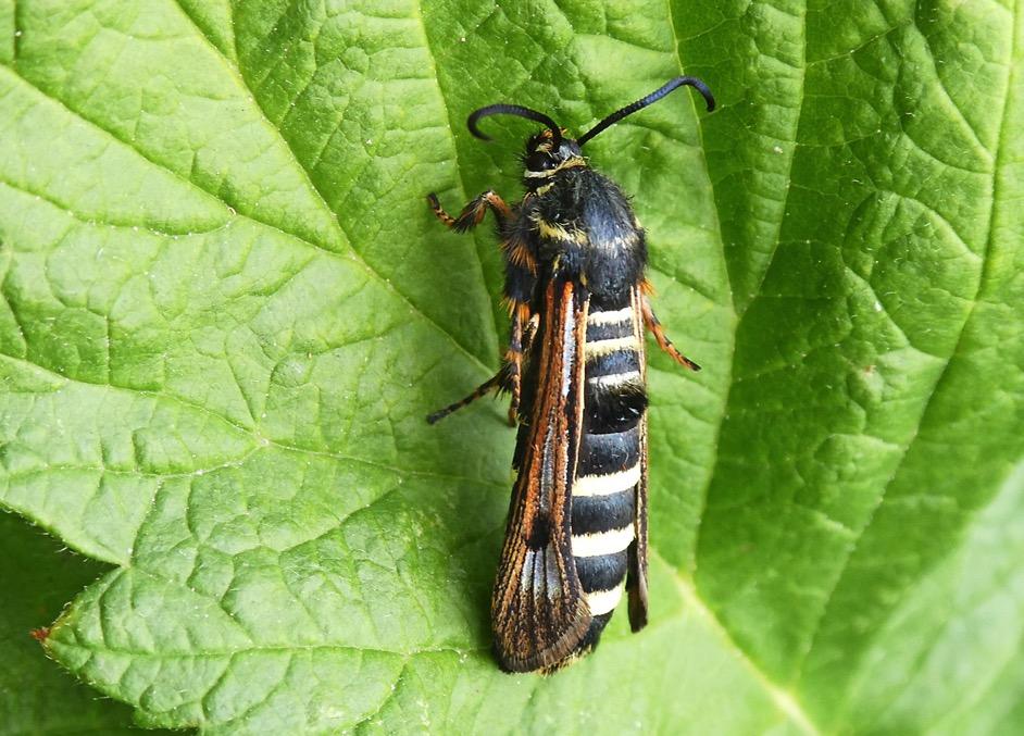 24 augusti 2018 Fjäril i hallonbusken När Inger och jag plockar hallon i vår trädgård, tittar vi inte bara efter bären. I hallonlandet finns också många intressanta småkryp att upptäcka och studera.