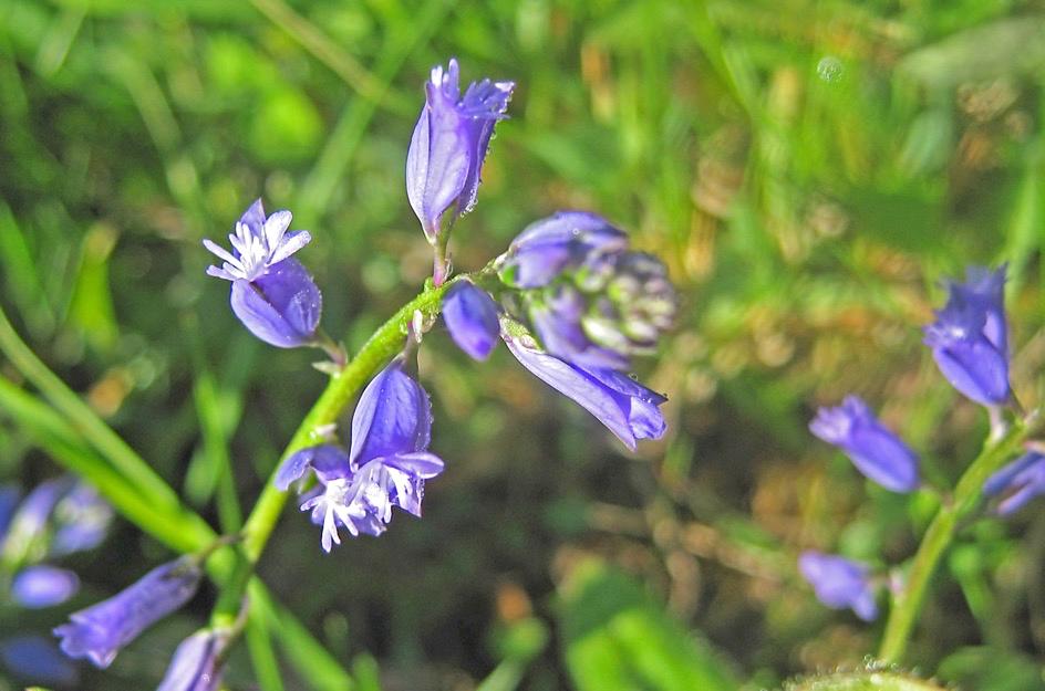 15 juni 2018 Jungfrulin Jungfrulin blommar hela sommaren, men det är framför allt nu på försommaren som den lyser upp i ängen med sina blå blommor.