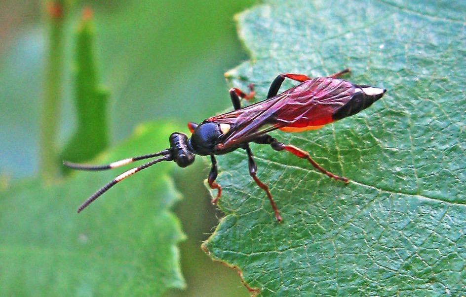 27 juli 2018 Vacker parasit Den här vackra insekten är en stekel och tillhör alltså samma kategori insekter som t ex getingar, bin, humlor och myror.