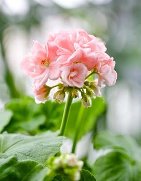 PELARGON (MÅRBACKA) Pelargonium x hortorum