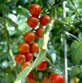 R 3F Ö TOMATPLANTOR Solanum lycopersicum. Välj bland flera sorter. Ord.