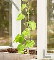 paprika och squash. SQUASH Plantera gärna färdiga plantor.