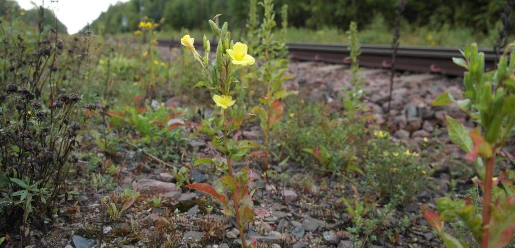 Av de tre arterna är ryssgubbe den art som kan ta över stora områden och lokalt skapa problem genom undanträngningseffekt.