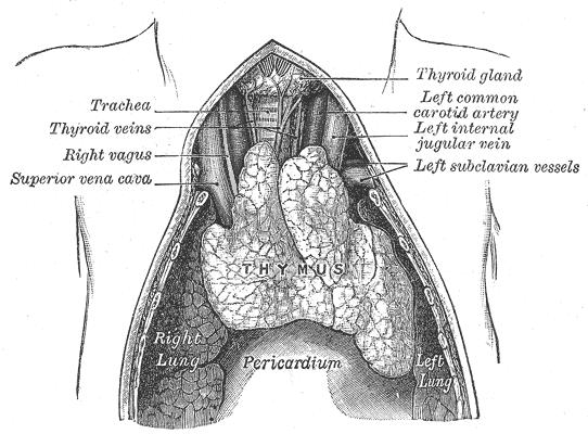 Introduction 1 INTRODUCTION The body needs to balance the need of having a well-functioning immune response to pathogens against not reacting with self-structures causing autoimmunity.