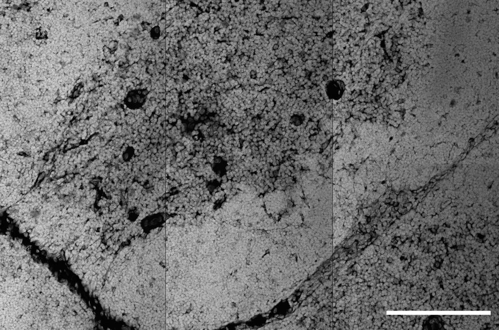 Introduction it as the same particles found in blood 5.