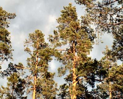 Skador på tallungskog orsakade av älgbete på