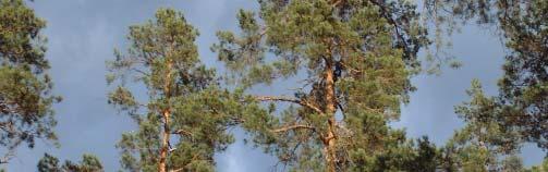 skottbetning vanligast i de yngre bestånden) bör man i den framtida skadeanalysen skilja olika årgångar och beståndsåldrar och följa dessa separat.