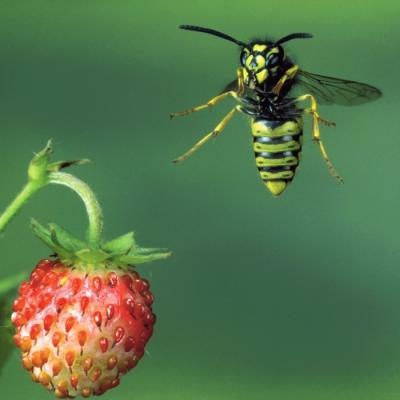 rande betydelse för att ombesörja att pollination sker av växter, såväl vilda som odlade. Honungsbin är dessutom ovärderliga i sin egenskap av honungsproducenter.