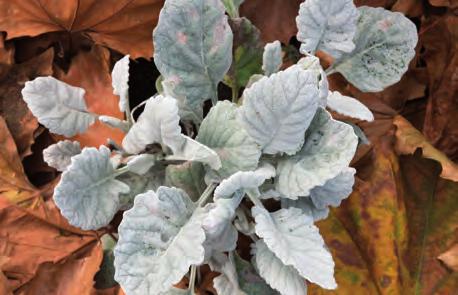 Boliviabegonia Begonia boliviensis Trivs i halvskuggaskugga.