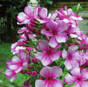 99:- 39 90 99:- Sommarflox Phlox subulata/drummondii