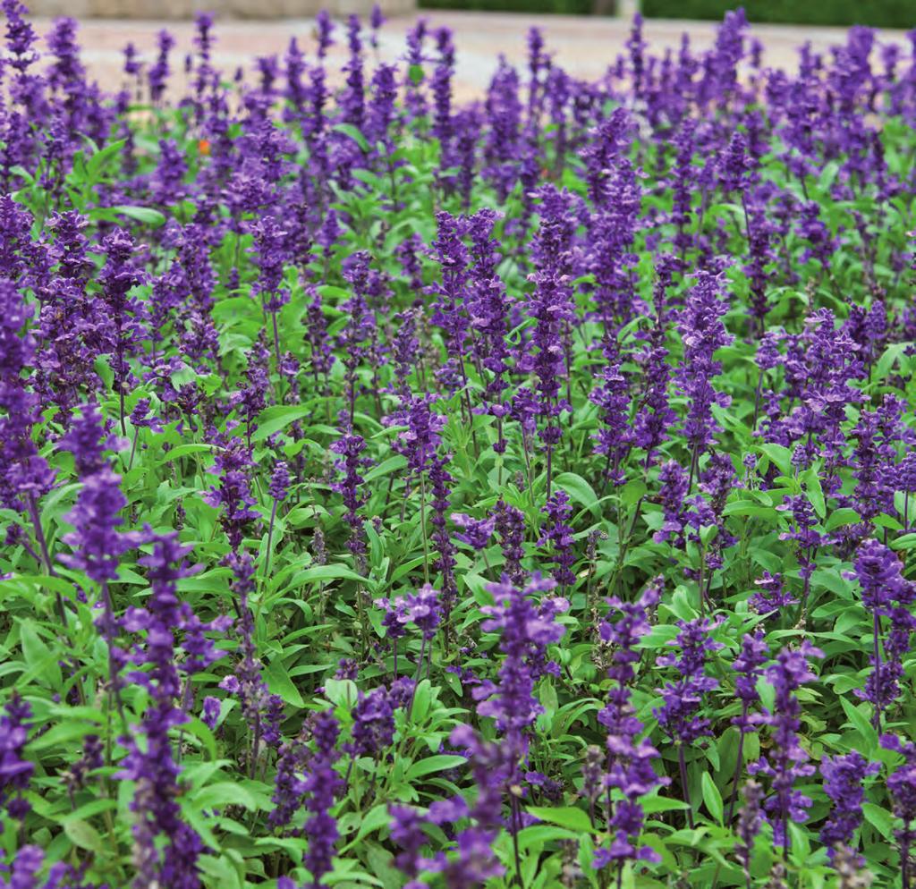 Salvia Salvia farinacea