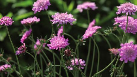 Blommar: juni-aug. H: 50 cm. Härdighet B. 149:- 129:- Lavendel XL Lavandula ang.