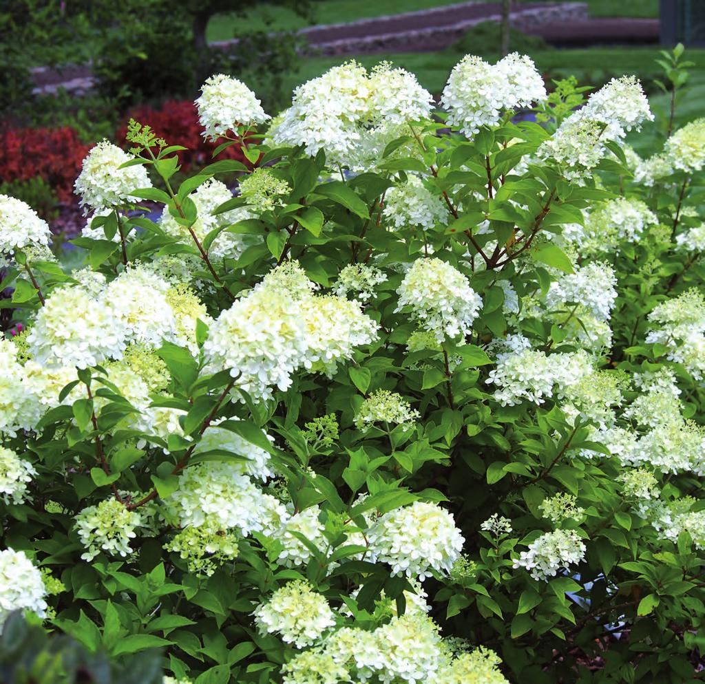 Hortensia Hydrangea paniculata Limelight 149:- Ord.