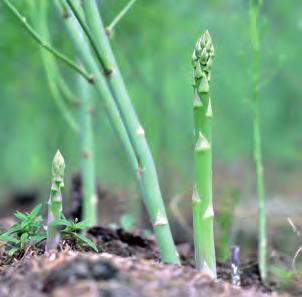 Från 69 90 49 90 49 90 Sparris Asparagus officinalis Ingen sparris är godare än