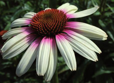 pris 129:- Solhatt Echinacea Funky White Rikblommande och stabil växt.