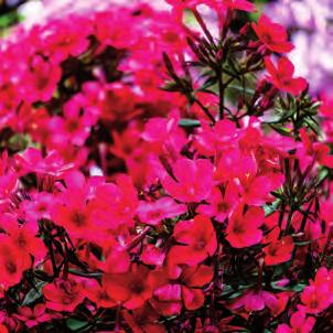 49 90 49 90 49 90 Höstflox Phlox paniculata Twinkle Cerise (PBR) Doftande och