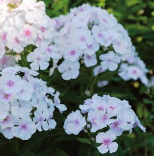 Höstflox Phlox paniculata Twinkle Light Pink Doftande och rikblommande.