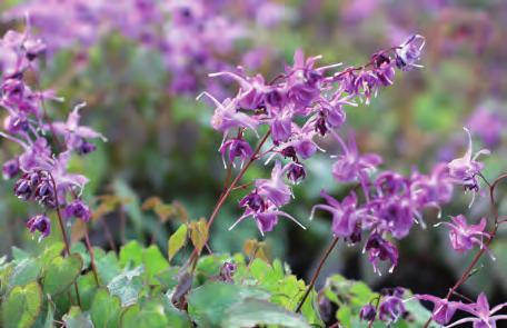 Härdighet: C 79 90 Löjtnatshjärta Lamprocapnos (Dicentra) spectabilis