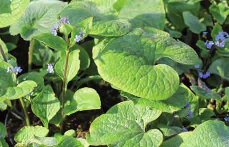 Härdighet: B 59 90 59 90 Sockblomma Epimedium grandiflorum Lilafee Lämpar sig