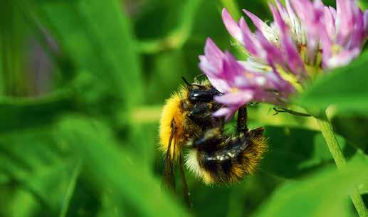 Regler Att öka andelen pollinerare i åkerlandskapet är en direkt produktionshöjande åtgärd för många jordbruksgrödor som exempelvis klöverfrö, raps och bönor.
