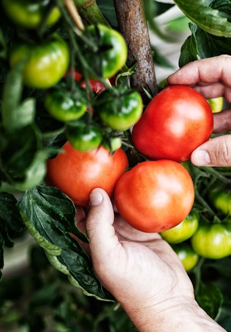 FÖR KÖKSTRÄDGÅRDEN 69 90 TOMATNÄRING 500 ml.