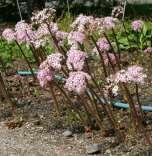 Brunnera macrophylla Jack Frost