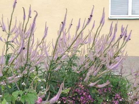 Veronicastrum virginicum