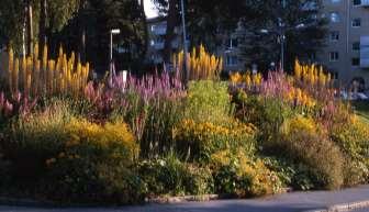 Blaukappe Ligularia