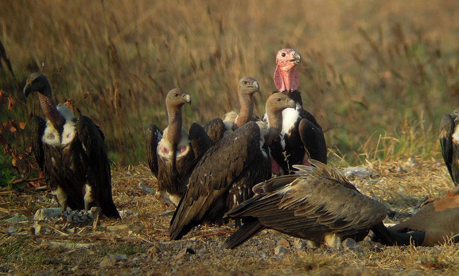 Tre arter gam kalasar på dagens ko. Foto: Göran Pettersson 45 Slender-billed Vulture Gyps tenuirostris 3 Boeng Toal 27.2 och 3 Boeng Toal 28.2 46 Red-headed Vulture Sarcogyps calvus 3 Boeng Toal 27.