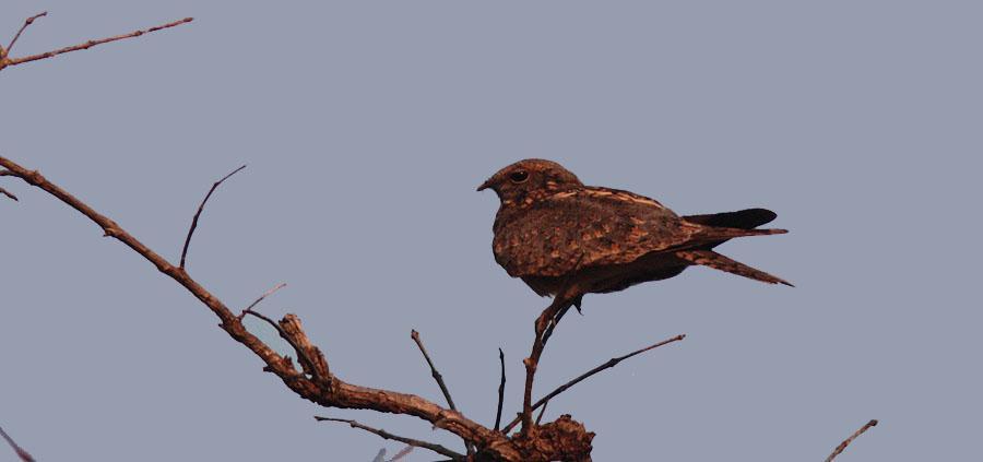 Savanna Nightjar. Thmat Boey. Foto: Göran Pettersson 122 Himalayan Swiftlet Aerodramus brevirostris 2 Thmat Boey 27.2 123 Germain's Swiftlet Aerodramus germani germani 5 Ta Promh, Ankor 19.