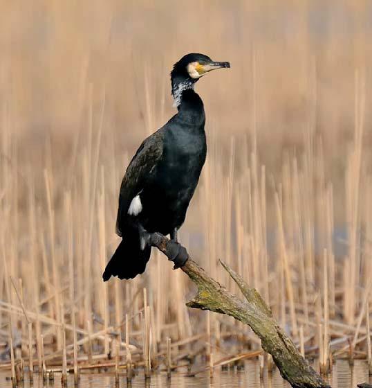 Storskarv (Mellanskarv) Phalacrocorax carbo sinensis 51 Foto: John Larsen Figur 33.