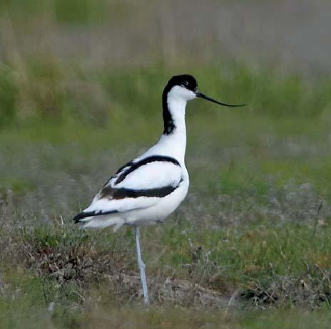 Skärfläcka Recurvirostra avosetta 31 Foto: John Larsen Figur 44. Geografisk fördelning av 31 par skärfläcka inom inventeringsområdet.