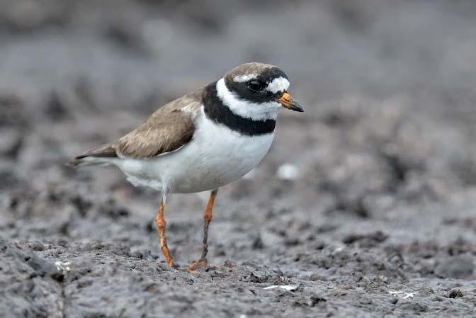 Större strandpipare Charadrius hiaticula 7 Foto: John Larsen Figur 47. Geografisk fördelning av 7 noterade par större strandpipare inom inventeringsområdet.