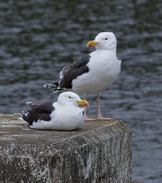 Havstrut Larus marinus 27 Foto: P-G Bentz Figur 6631. Av 25 noterade par havstrut inom inventeringsområdet fanns 24 på Eskilstorps holmar och ett på Näsholmarna.