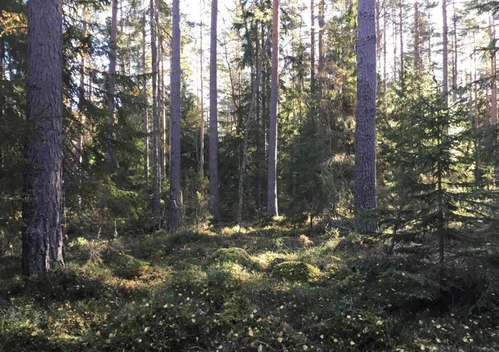 Delområde nr 1 Litet kärr med björk och gran Naturvärdesklass 4: Visst naturvärde Området är litet och beläget i ena hörnet av planområdet och bör vara lätt att spara vid exploatering.