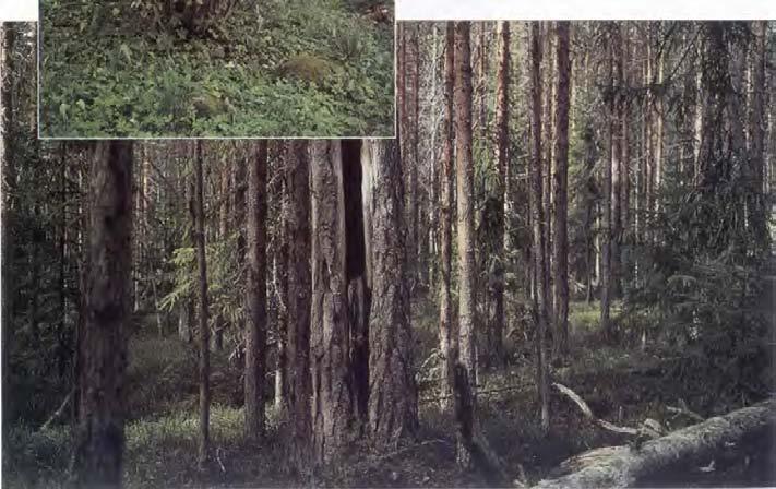 Ett karakteristiskt drag i bruket av skogen är den periodvis återkommande kalläggningen av marken. Den kallagda marken föryngras sedan vanligtvis genom plantering eller naturlig insåning.