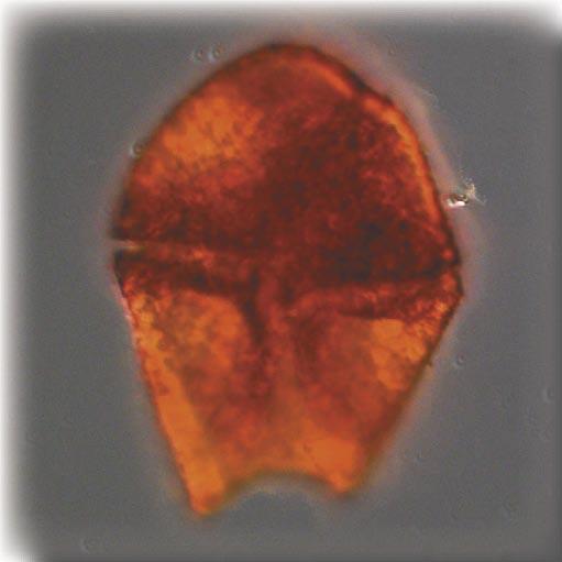 The diatoms Chaetoceros concavicornis* and Leptocylindrus danicus were common.