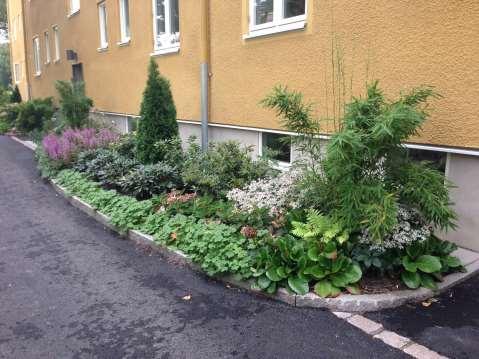 Thuja Smaragd Azalea o Rhododendron Pieris och Hydrangea Fargesia Simba