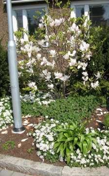 Balkansippa Anemone blanda White