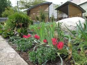 Violtulpan Tulipa humilis Lilliput med