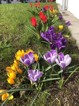 Crocus Flower Record King of