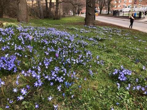 vårstjärna Scilla siberica Rysk blåstjärna C.