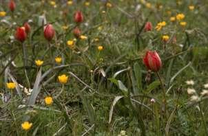 Tulipa