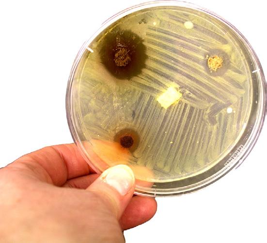 Bioresursdagar 2011 Kursdagar för gymnasielärare i Grundläggande mikrobiologi 18-19 mars Kursdagarna i grundläggande mikrobiologi knyter an till olika aspekter på mikroorganismer med koppling till