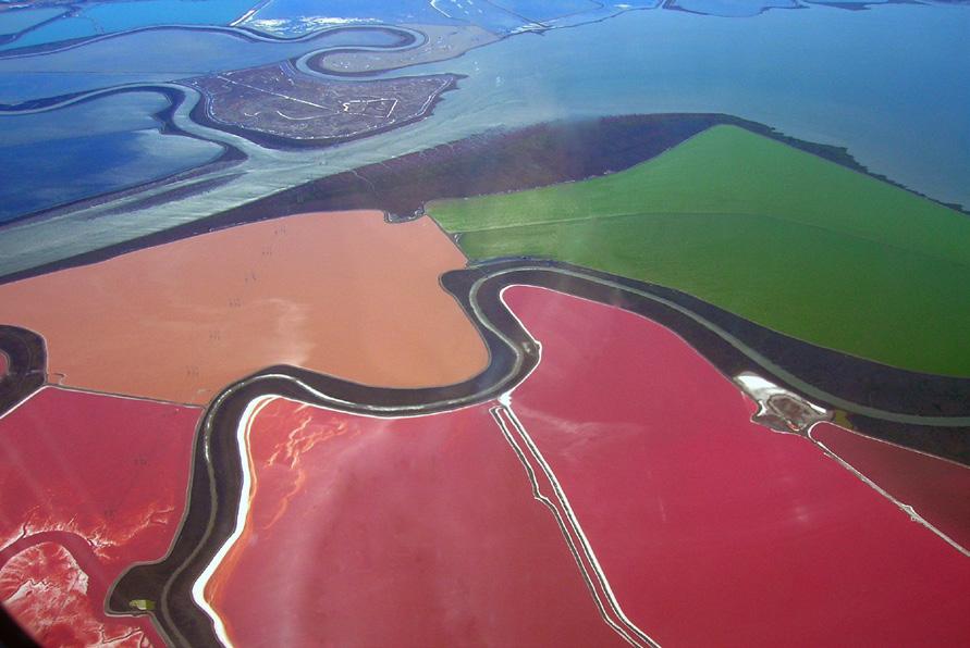 Egenskaper hos Halobacterium Saltdammar vid San Francisco Bay med rosa Haloarchaea. Foto: Wickimedia Commons Organismvärlden delas in i tre grupper: bakterier, arkéer och eukaryoter.