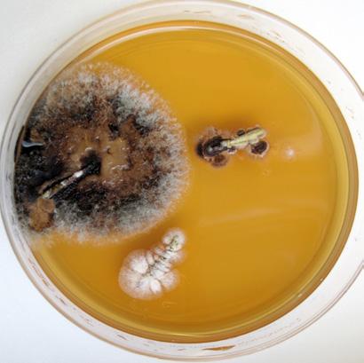 Mycelet växer ihop och någon mörk linje bildas inte, fruktkropparna kommer alltså från samma svampindivid.